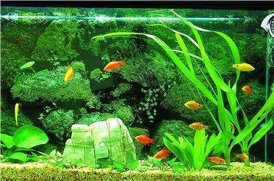 龍魚買多大的合適養：選擇合適尺寸的魚缸大小對于龍魚的健康生長至關重要