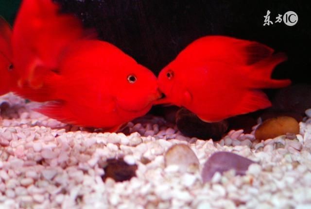 觀景魚缸布置指南：根據搜索結果整理的觀景魚缸布置步驟和注意事項和注意事項