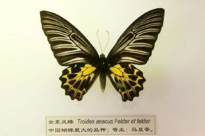 彩蝶魚缸f款怎么樣 彩蝶魚缸f款怎么樣 魚缸百科 第4張