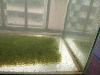 魚缸水質(zhì)管理的重要性：給魚缸換水是否需要曬水