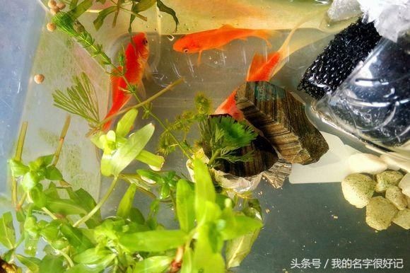 魚缸水質(zhì)管理的重要性：給魚缸換水是否需要曬水