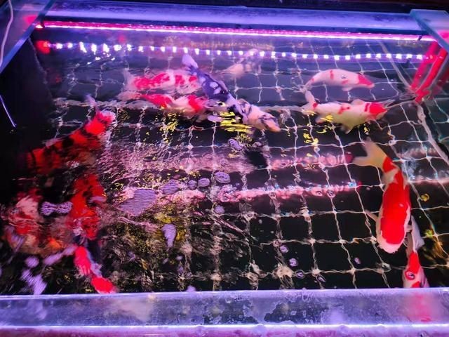 購買二手魚缸需要注意哪些事項：購買二手魚缸時需要注意以下幾個方面可以幫助您選擇 購買二手魚缸需要注意哪些事項：購買二手魚缸時需要注意以下幾個方面可以幫助您選擇 魚缸百科 第1張