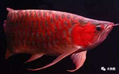 龍魚抗生素的選擇（使用抗生素治療龍魚疾病時應注意以下幾點）