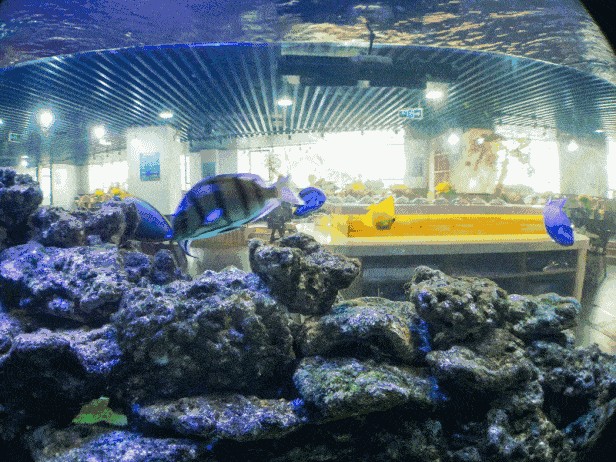 熱帶魚飼養(yǎng)指南熱帶魚飼養(yǎng)指南熱帶魚飼養(yǎng)指南熱帶魚飼養(yǎng)指南：關于魚缸造景的知識