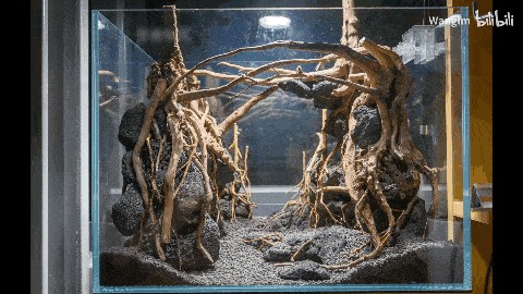 熱帶魚飼養(yǎng)指南熱帶魚飼養(yǎng)指南熱帶魚飼養(yǎng)指南熱帶魚飼養(yǎng)指南：關于魚缸造景的知識