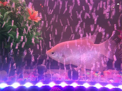 熱帶魚飼養(yǎng)指南熱帶魚飼養(yǎng)指南熱帶魚飼養(yǎng)指南熱帶魚飼養(yǎng)指南：關于魚缸造景的知識