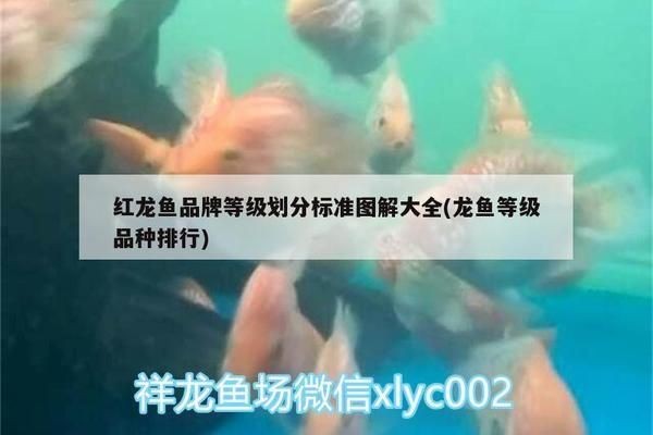 紅龍魚品種細分表格怎么做，關于紅龍魚的介紹