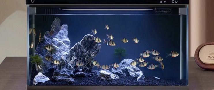 小米幾何魚缸：小米幾何魚缸維護成本 小米幾何魚缸：小米幾何魚缸維護成本 魚缸百科 第1張