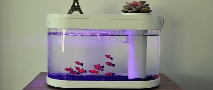 小米幾何魚缸：小米幾何魚缸維護成本 小米幾何魚缸：小米幾何魚缸維護成本 魚缸百科 第2張