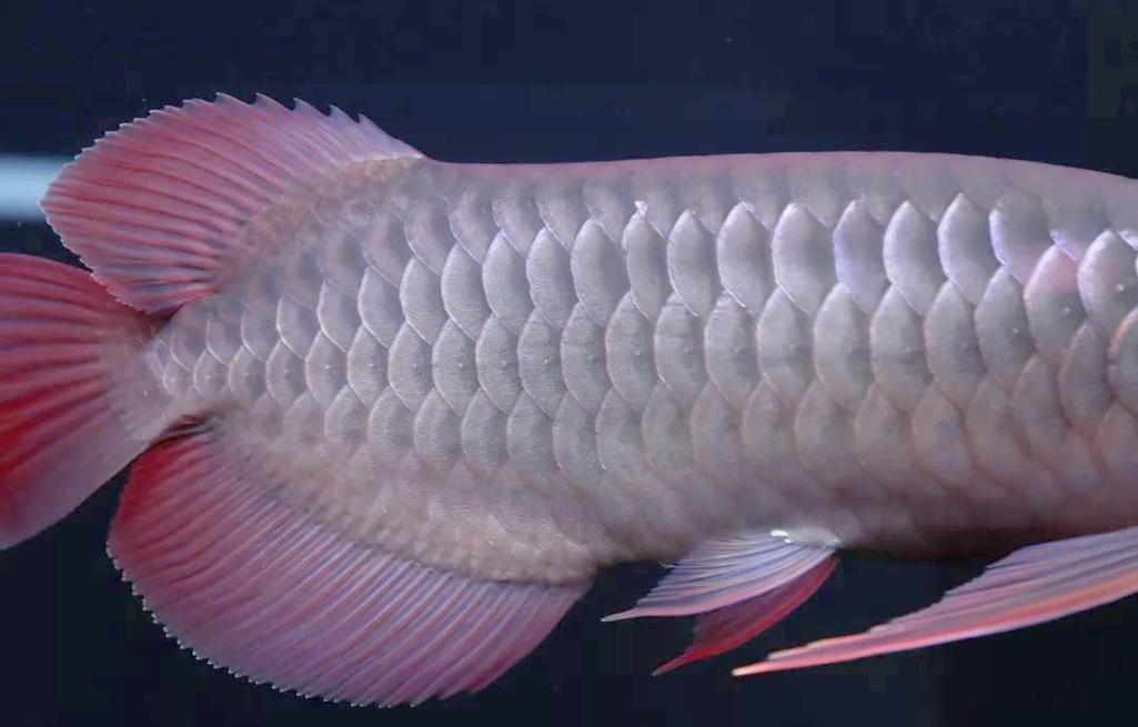 金龍魚鱗片疾病圖片高清