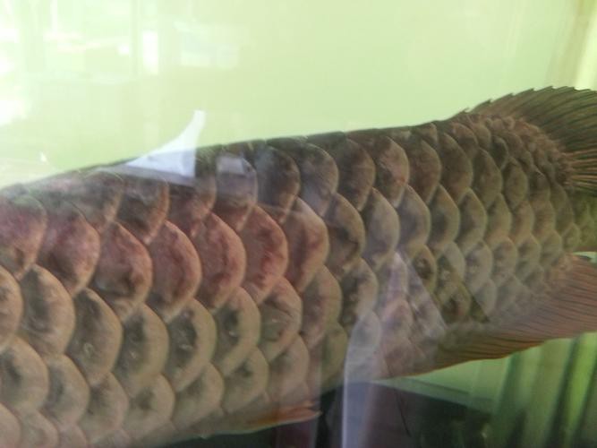金龍魚鱗片疾病圖片高清