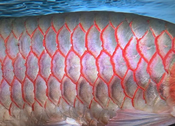 金龍魚鱗片疾病圖片高清