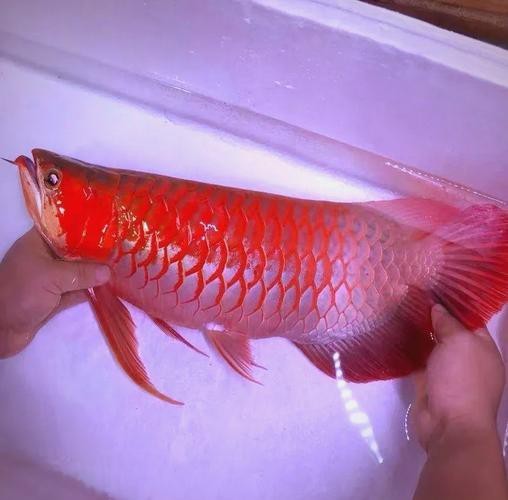 金龍魚鱗片疾病圖片高清