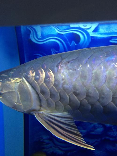 金龍魚鱗片疾病圖片高清