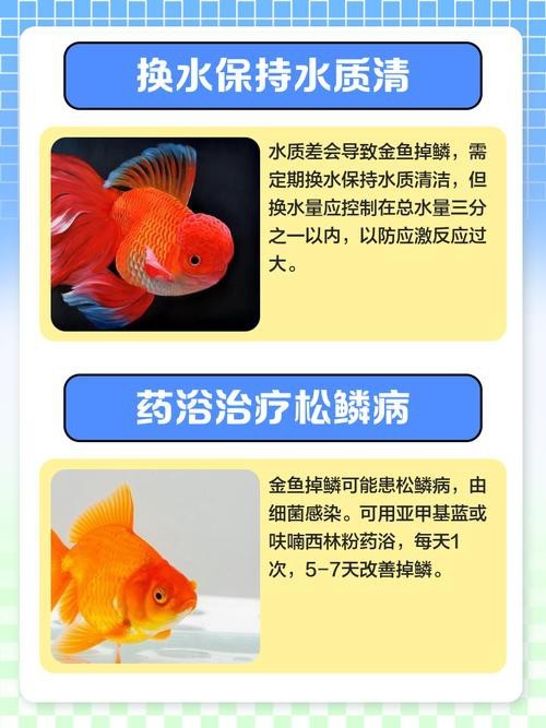 金龍魚鱗片疾病圖片高清