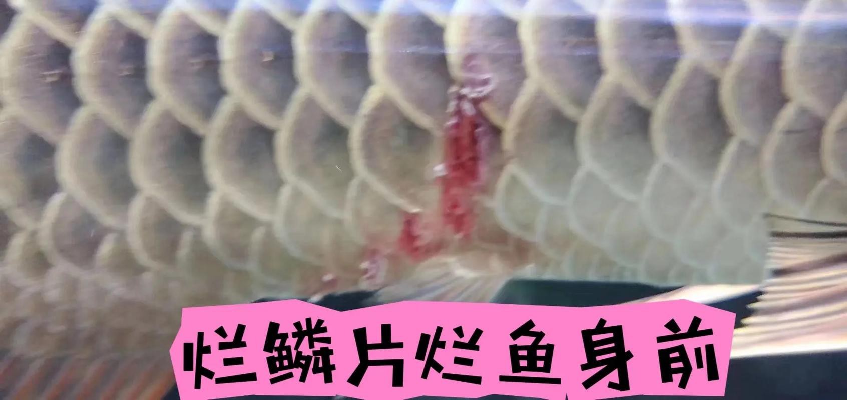 金龍魚鱗片疾病圖片高清