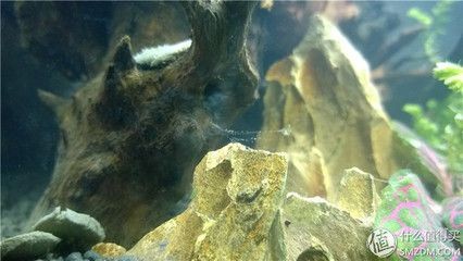 魚缸清潔的誤區(qū)有哪些：魚缸換水的誤區(qū) 魚缸清潔的誤區(qū)有哪些：魚缸換水的誤區(qū) 魚缸百科 第1張