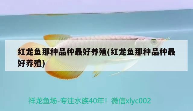 紅龍魚那種品種最好養殖(紅龍魚那種品種最好養殖) 紅龍魚那種品種最好養殖(紅龍魚那種品種最好養殖) 龍魚百科