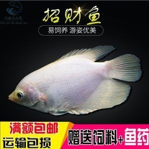 蝴蝶鯉專用飼料選購指南:蝴蝶鯉專用飼料保存技巧蝴蝶鯉飼料營養價值評價 龍魚百科 第5張 蝴蝶鯉專用飼料選購指南:蝴蝶鯉專用飼料保存技巧蝴蝶鯉飼料營養價值評價 蝴蝶鯉專用飼料選購指南:蝴蝶鯉專用飼料保存技巧蝴蝶鯉飼料營養價值評價 龍魚百科 第5張