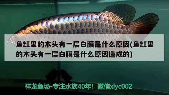 魚缸的水面上出現白皮：如何處理魚缸水面上出現的白皮問題