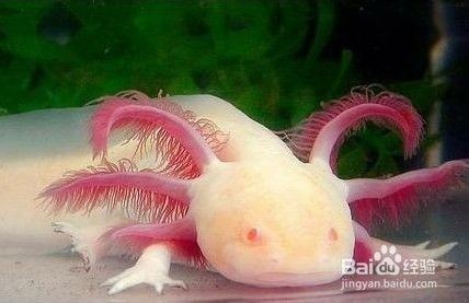 六角恐龍魚缸的最佳水草：六角恐龍魚缸水草的選擇