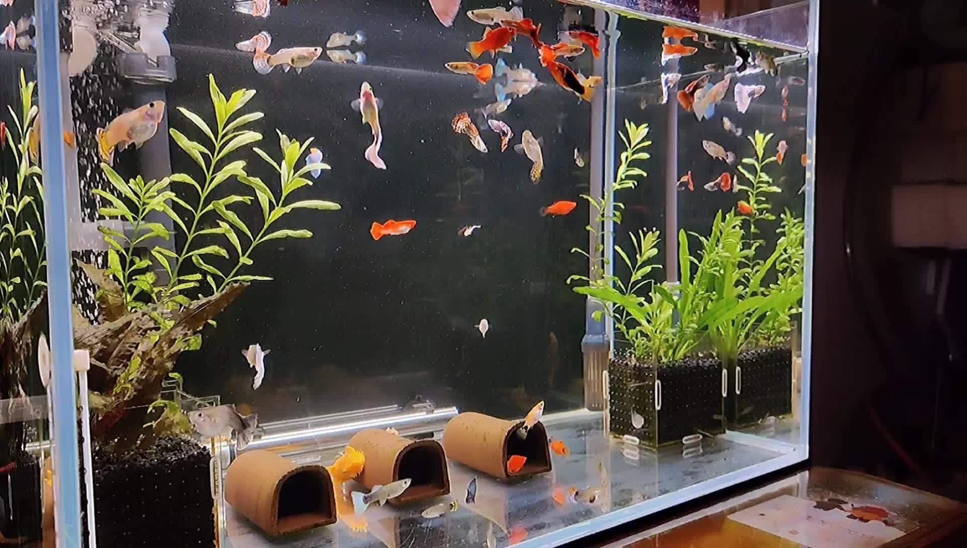 魚缸多少天換一次水好（魚缸多少天換一次水好魚缸換水的頻率并沒有統一的標準）