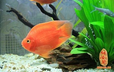 紅色魚缸的風水講究:紅色魚缸中養魚的風水講究在紅色魚缸中養魚的數量 魚缸百科 第1張 紅色魚缸的風水講究:紅色魚缸中養魚的風水講究在紅色魚缸中養魚的數量 紅色魚缸的風水講究:紅色魚缸中養魚的風水講究在紅色魚缸中養魚的數量 魚缸百科 第1張