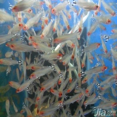紅色魚缸的風水講究:紅色魚缸中養魚的風水講究在紅色魚缸中養魚的數量 魚缸百科 第3張 紅色魚缸的風水講究:紅色魚缸中養魚的風水講究在紅色魚缸中養魚的數量 紅色魚缸的風水講究:紅色魚缸中養魚的風水講究在紅色魚缸中養魚的數量 魚缸百科 第3張