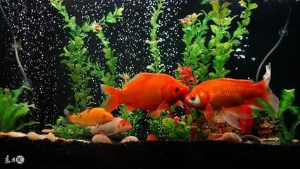 紅色魚缸的風水講究：紅色魚缸中養魚的風水講究在紅色魚缸中養魚的數量 紅色魚缸的風水講究：紅色魚缸中養魚的風水講究在紅色魚缸中養魚的數量 魚缸百科 第2張