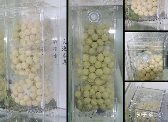 魚缸過濾器選擇與維護指南：魚缸過濾器如何選擇 魚缸過濾器選擇與維護指南：魚缸過濾器如何選擇 魚缸百科 第5張