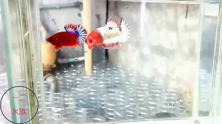 橄欖葉的正確使用方法：橄欖葉放魚缸對水質的影響 橄欖葉的正確使用方法：橄欖葉放魚缸對水質的影響 魚缸百科 第1張