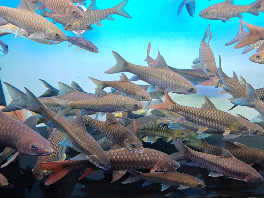 吉羅魚