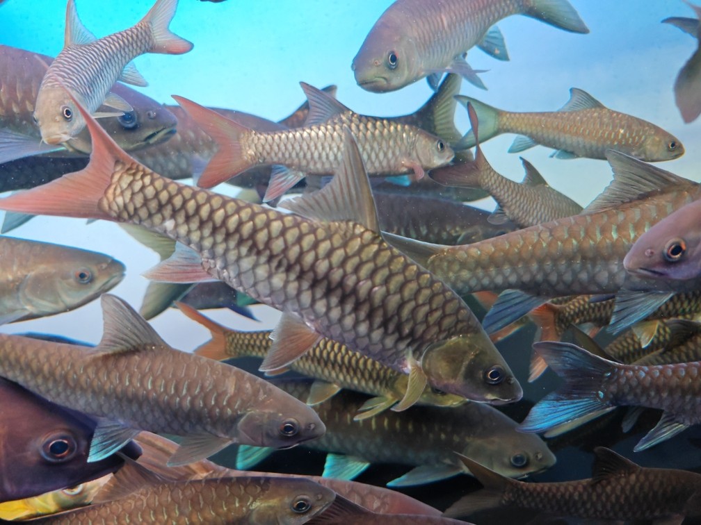 吉羅魚