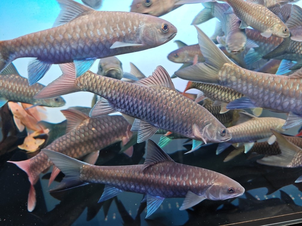 吉羅魚