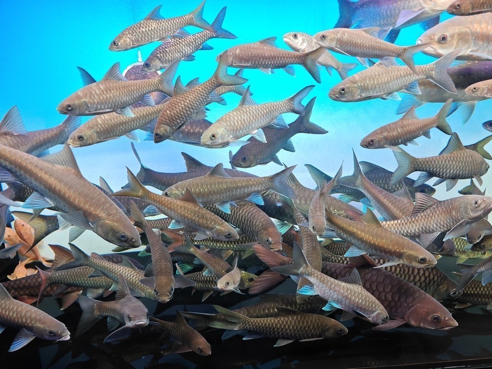 吉羅魚