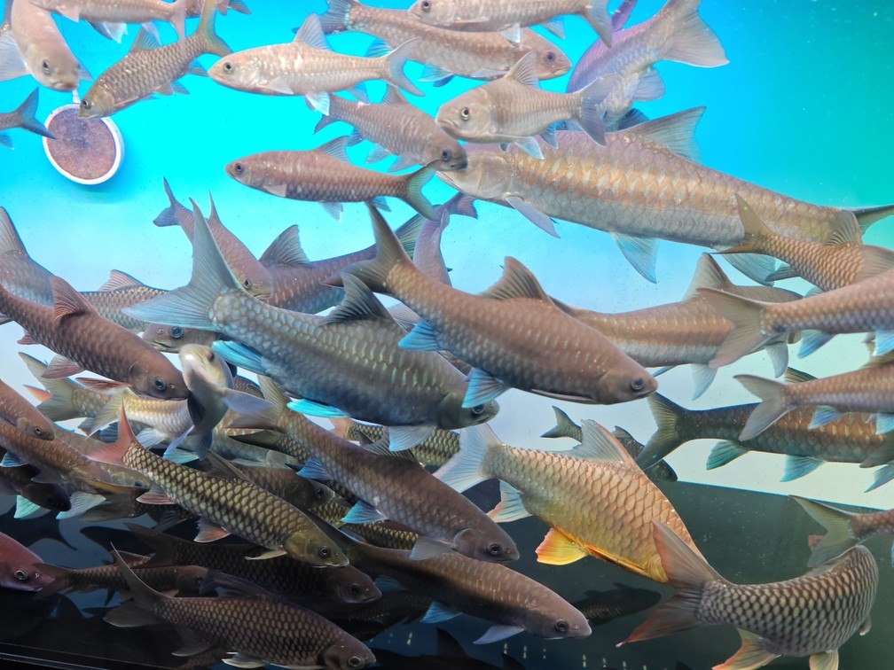 吉羅魚