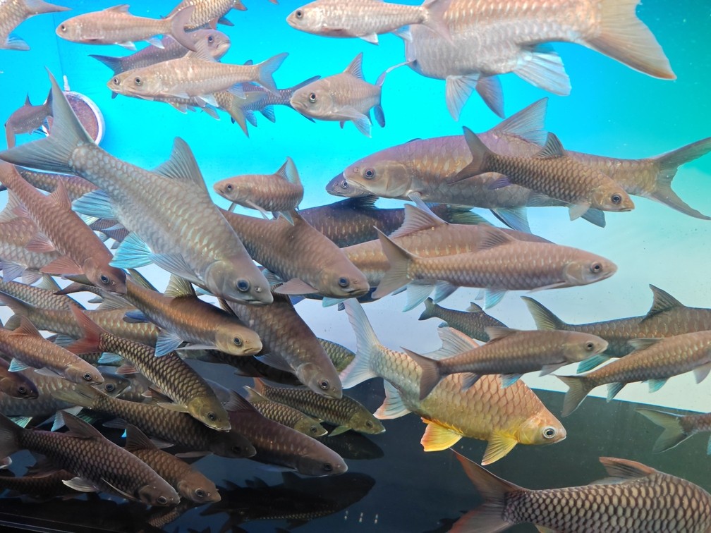 吉羅魚