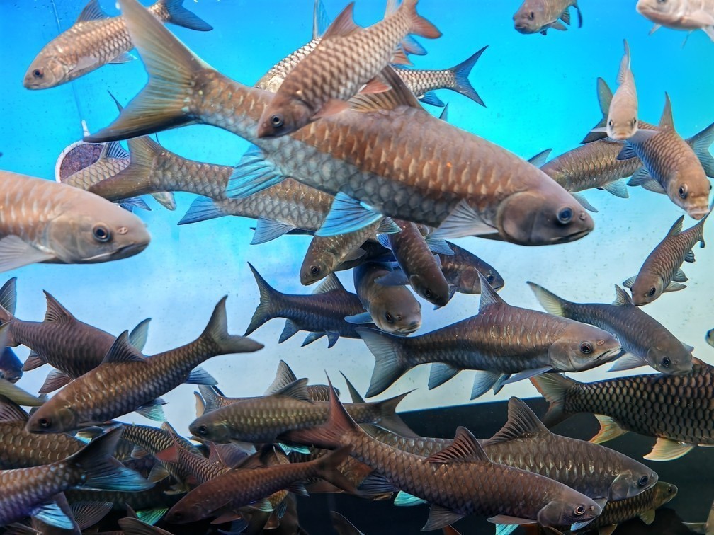 吉羅魚