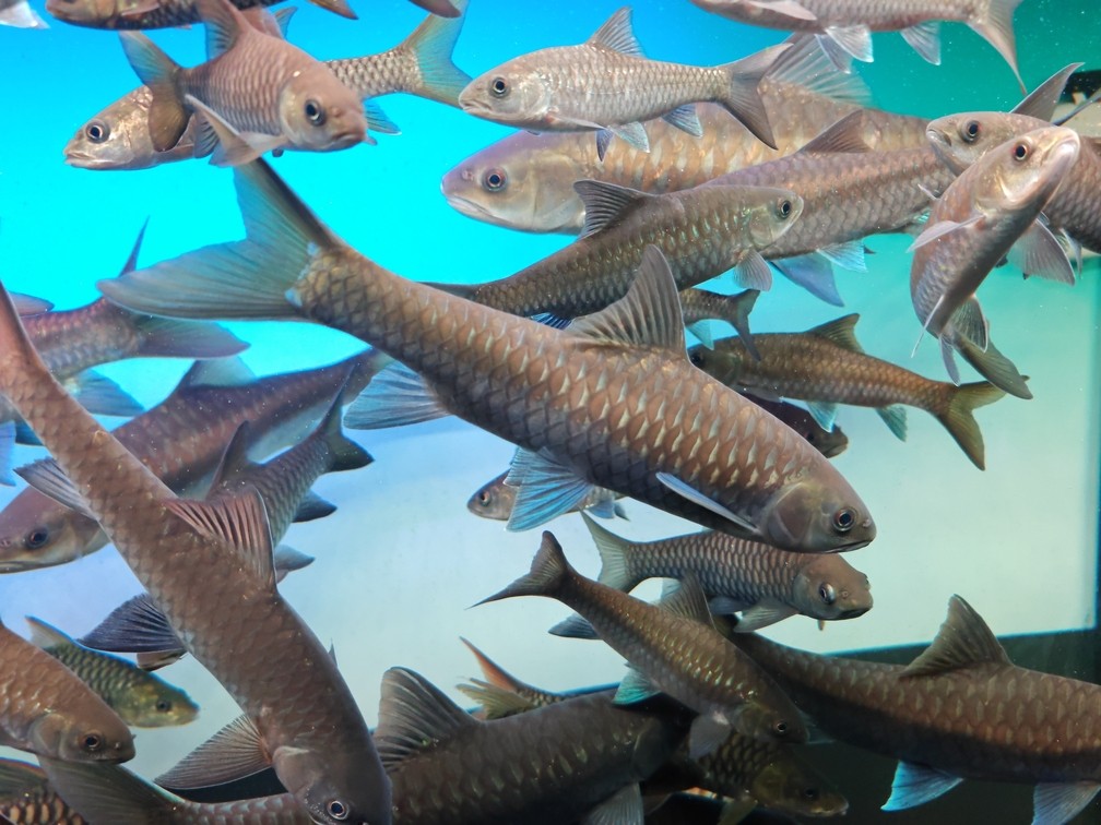 吉羅魚