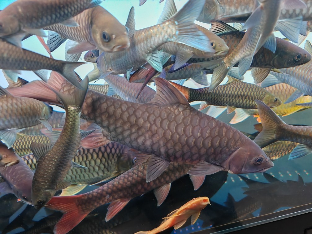 吉羅魚