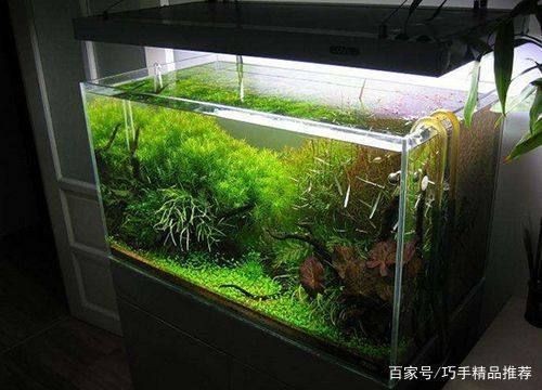 魚缸換水需要加鹽嗎？很多人都弄錯了，海水魚換水是否需要加鹽