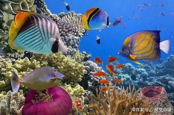 魚缸換水需要加鹽嗎？很多人都弄錯了，海水魚換水是否需要加鹽