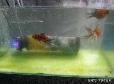 魚缸里的魚為什么老是死氧氣泵：魚缸里的魚老是死可能與氧氣泵的使用有關，可能與其他因素有關