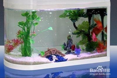 魚缸里的魚為什么老是死氧氣泵：魚缸里的魚老是死可能與氧氣泵的使用有關，可能與其他因素有關