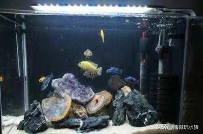 魚缸里的魚為什么老是死氧氣泵：魚缸里的魚老是死可能與氧氣泵的使用有關，可能與其他因素有關