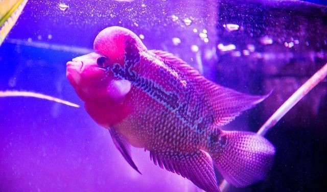 魚缸換水魚缸換水魚死了怎么處理魚缸換水魚死的科學解釋：魚缸換水后死亡的可能原因