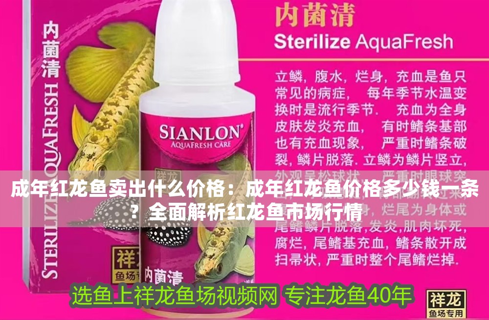 成年紅龍魚賣出什么價格:成年紅龍魚價格多少錢一條?全面解析紅龍魚市場行情 龍魚百科 第1張 成年紅龍魚賣出什么價格:成年紅龍魚價格多少錢一條?全面解析紅龍魚市場行情 成年紅龍魚賣出什么價格:成年紅龍魚價格多少錢一條?全面解析紅龍魚市場行情 龍魚百科 第1張