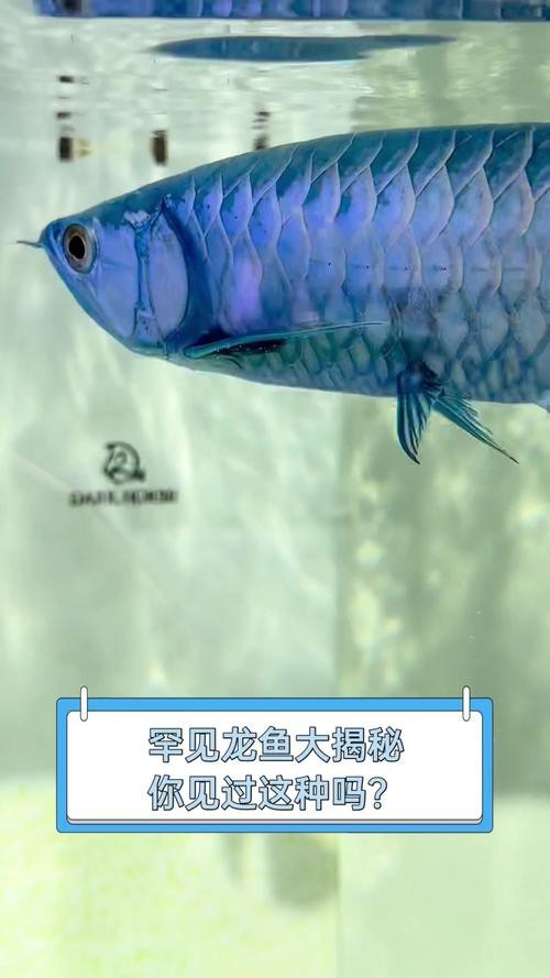 金龍魚實拍圖片 金龍魚實拍圖片 龍魚百科 第34張