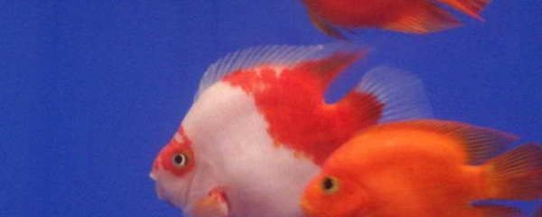 鸚鵡魚總是在魚缸底部趴著怎么辦：紅鸚鵡魚總是在魚缸底部趴著怎么辦？