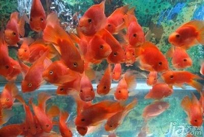 鸚鵡魚總是在魚缸底部趴著怎么辦：紅鸚鵡魚總是在魚缸底部趴著怎么辦？